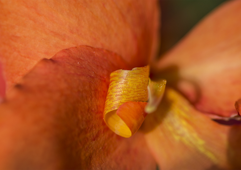 orangfarbene Blüte